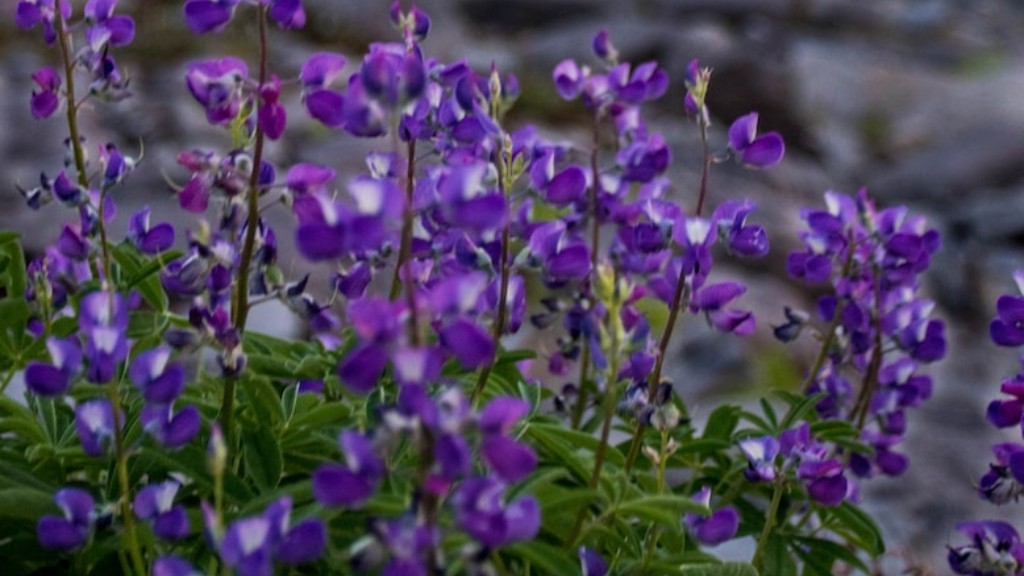 When should you transplant african violets?