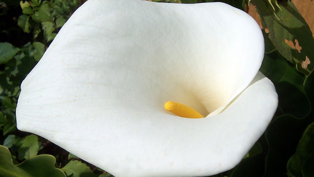 How to pot a calla lily?