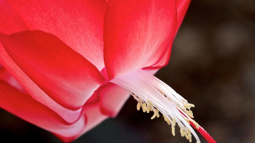How long do christmas cactus live?