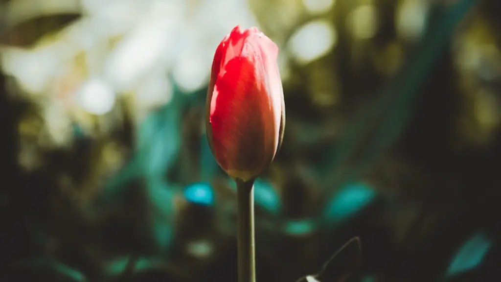 What is the hindi meaning of tulip flower?