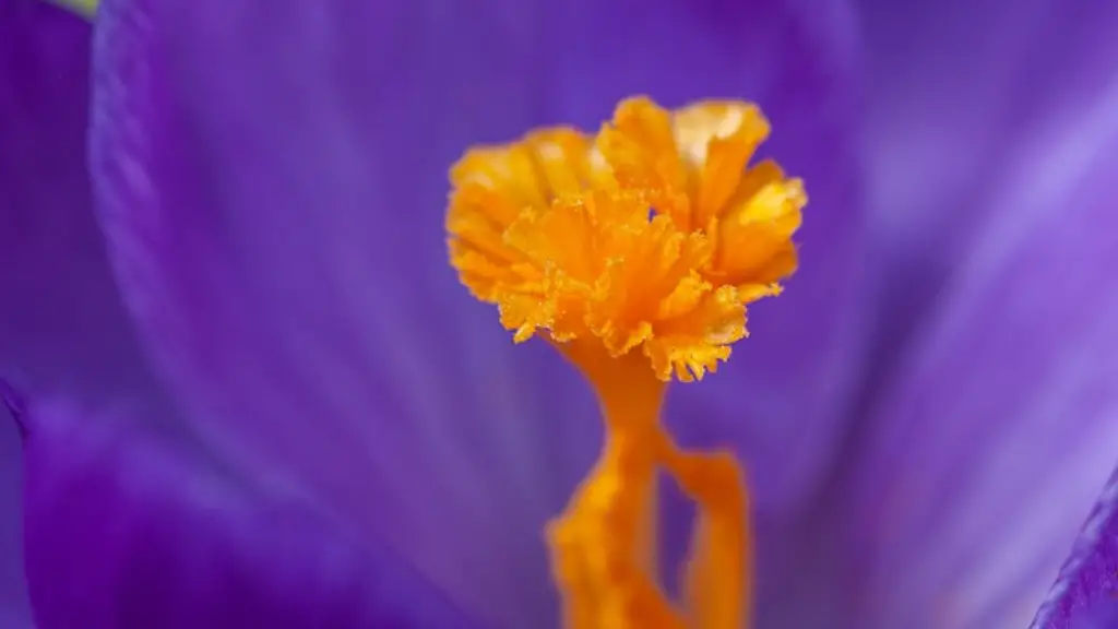 What do african violets smell like?