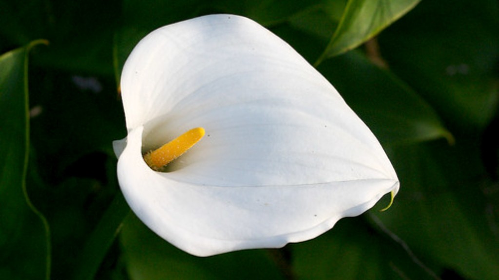 Do you have to dig up calla lily bulbs?