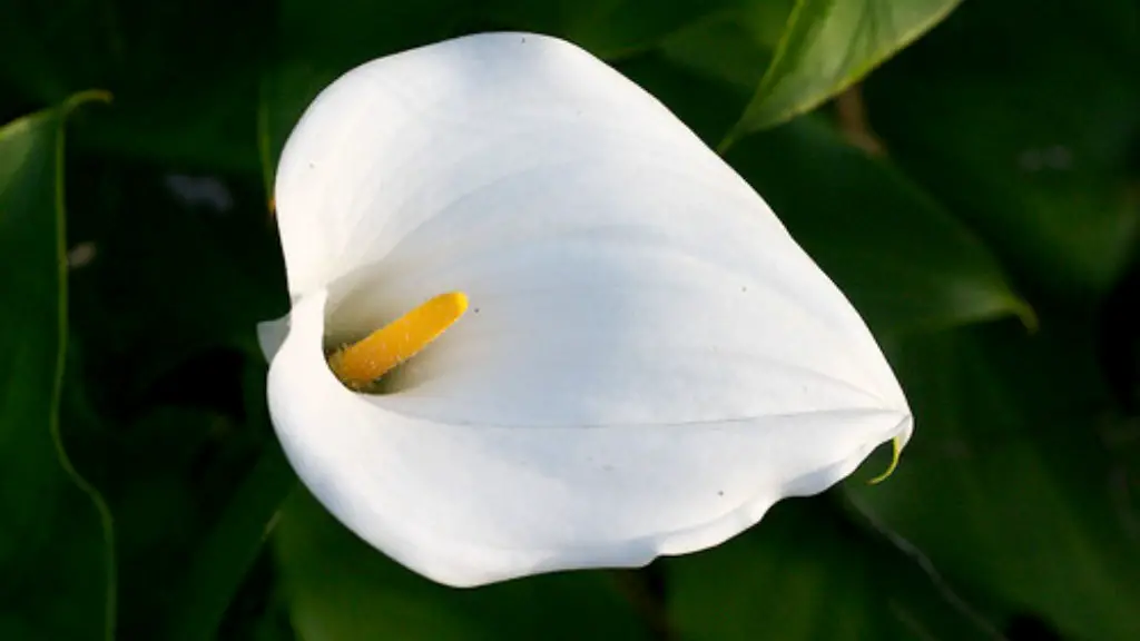 When to water calla lily?