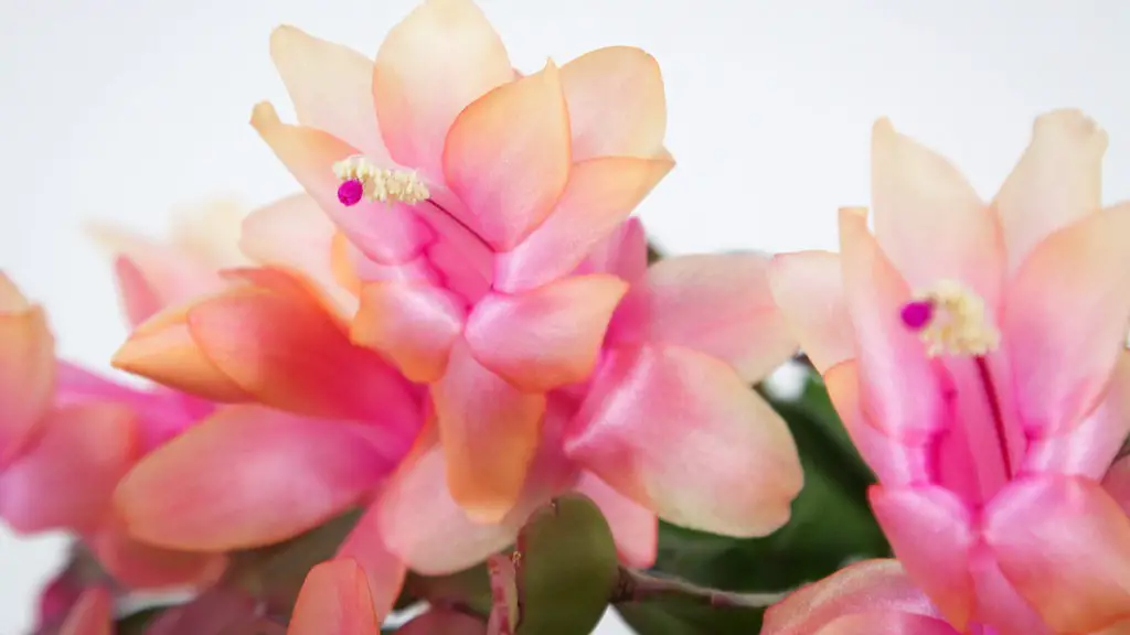 Should you deadhead a christmas cactus?