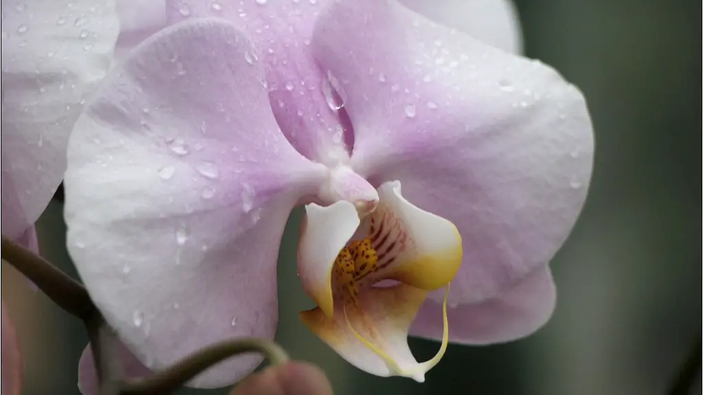 How do you make christmas cactus bloom?