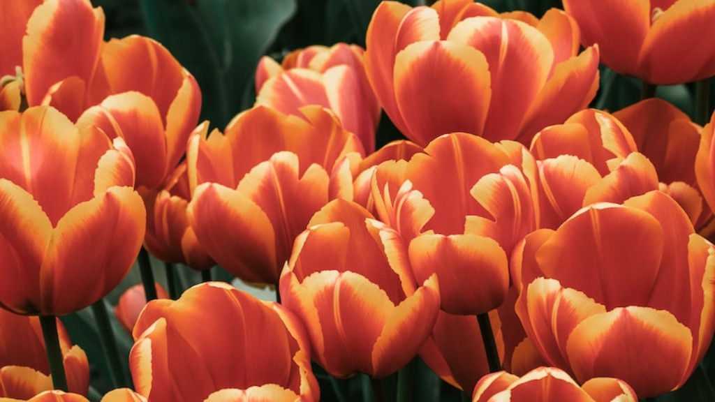 What is tulip flower?