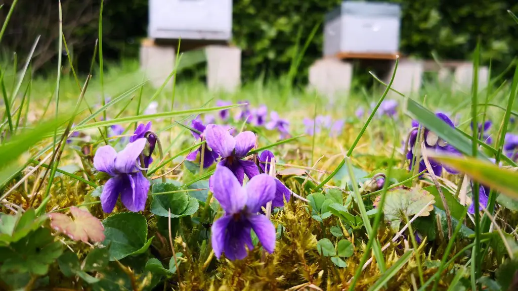 Can you be allergic to african violets?