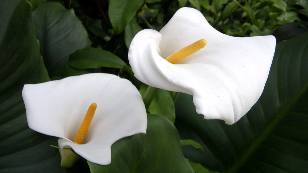 How to pot calla lily bulbs?
