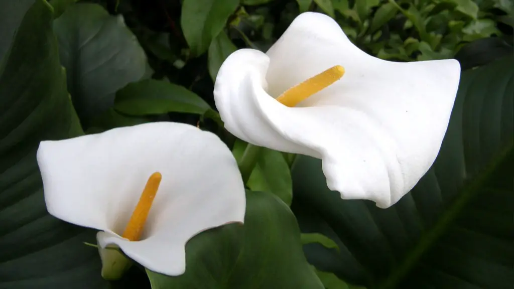 How to paint calla lily flower?