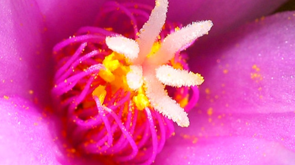 When to plant calla lily bulbs in california?