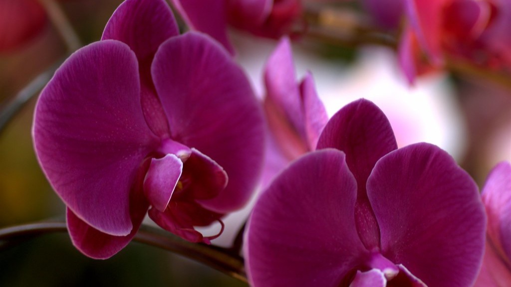 When to fertilize phalaenopsis orchid?