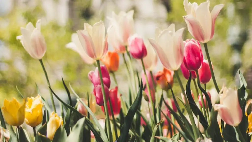 What is the color of tulip flower?