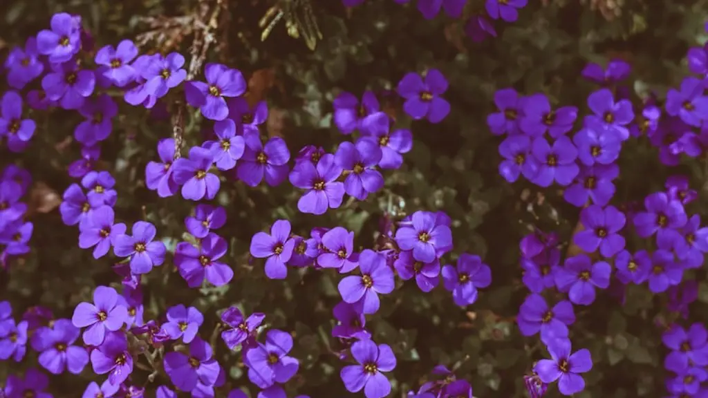 How many times a year do african violets bloom?