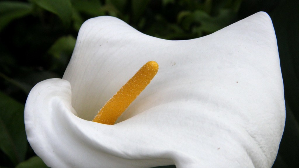 How to cut a calla lily plant?