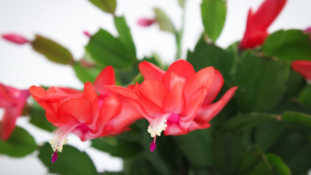 What soil for christmas cactus?