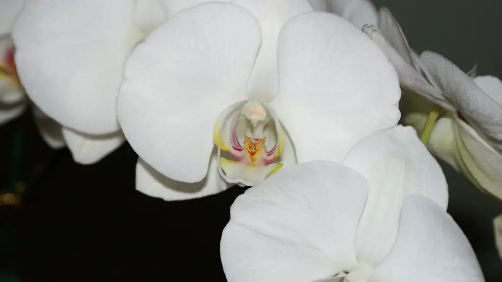 How to care for your phalaenopsis orchid?