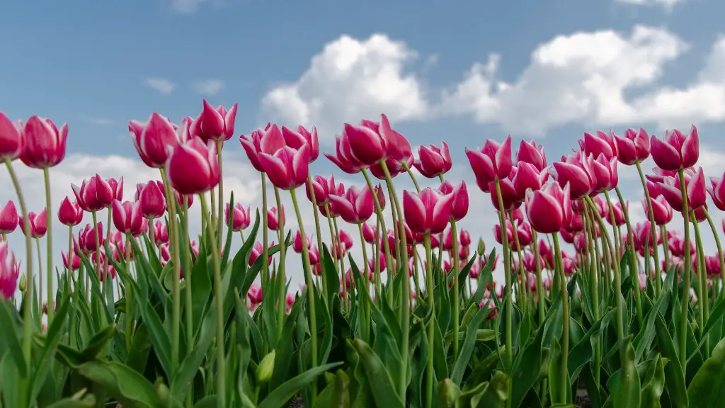 What year did mccoy pottery make tulip flower pot?