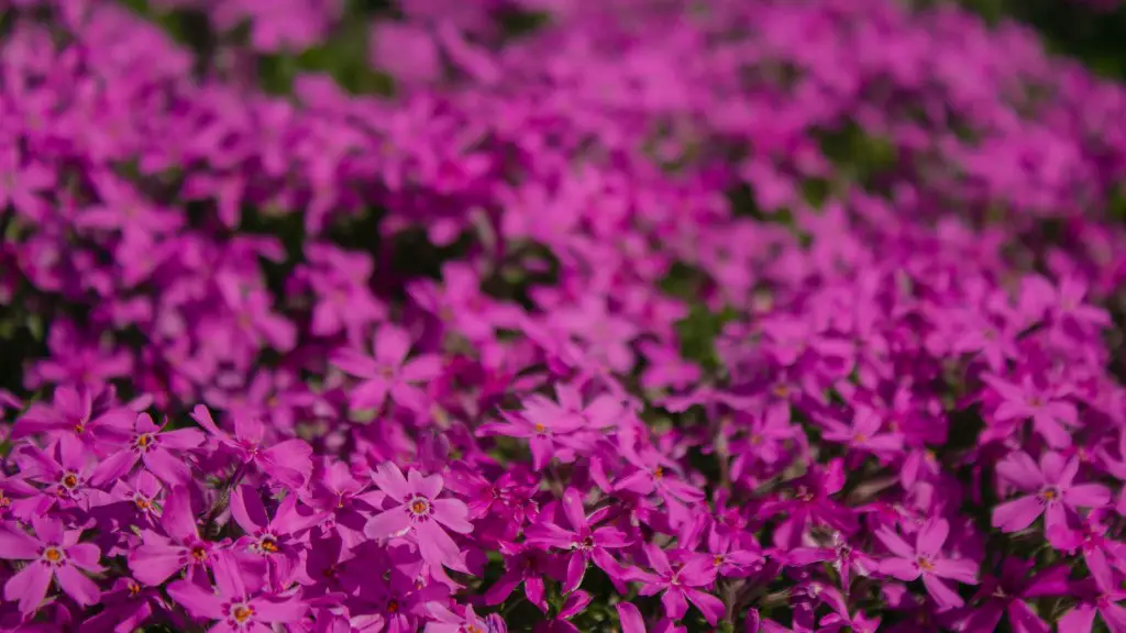 Do african violets require special soil?