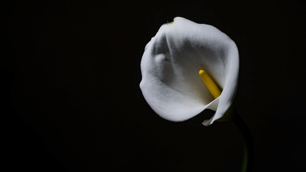When to take out calla lily bulbs?