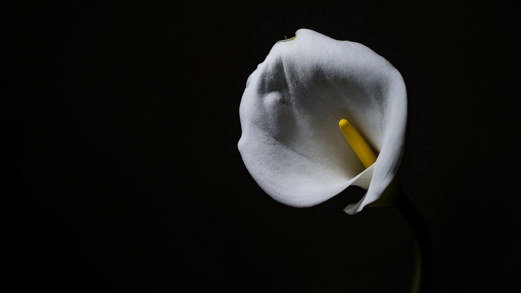 When does calla lily bloom?