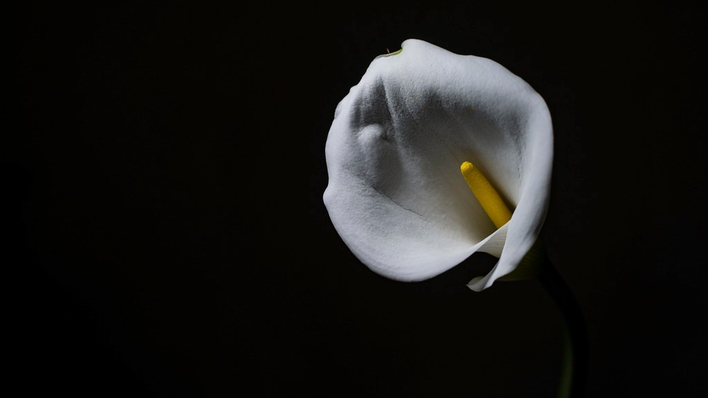 How to bring back a.dyimg calla lily?