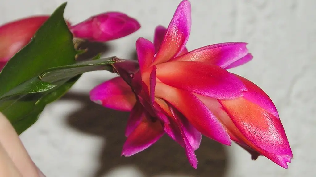 Should you water a christmas cactus when it is blooming?