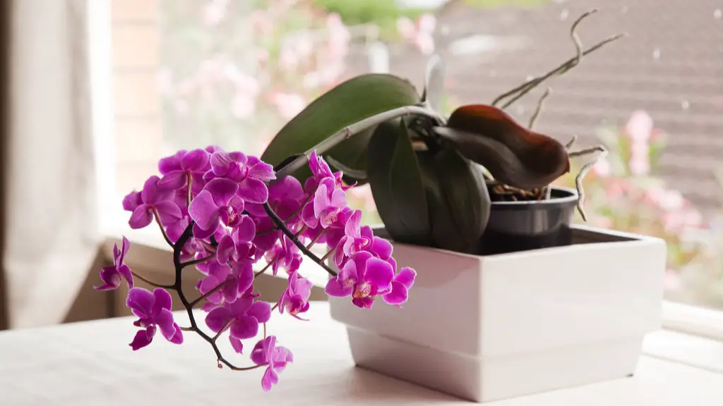 How much water to give a phalaenopsis orchid?