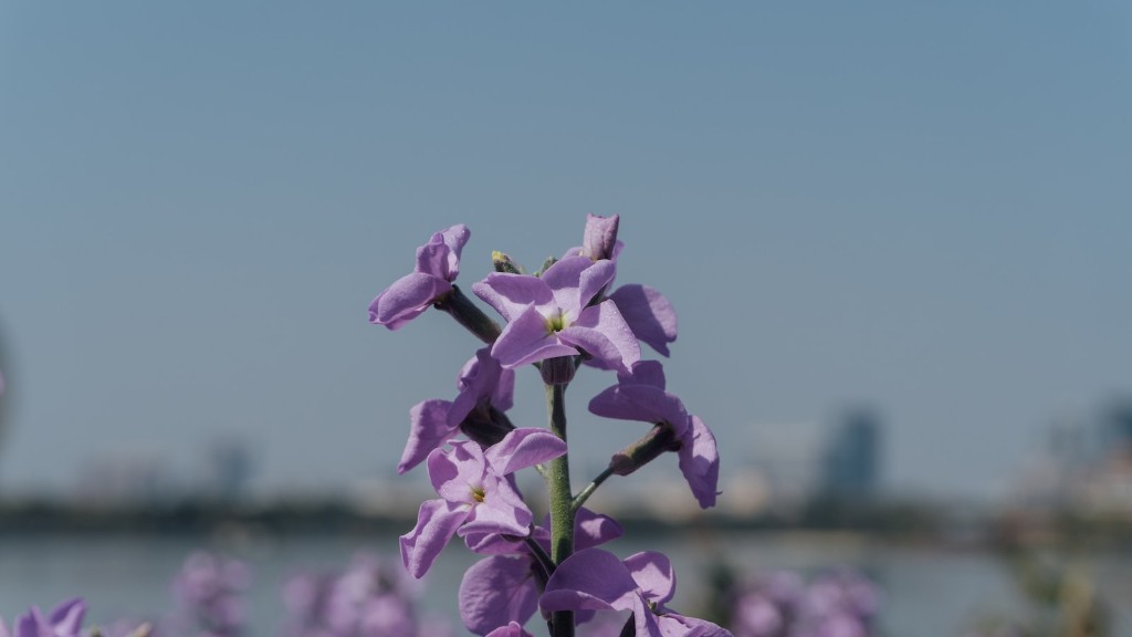 What kind of fertilizer for african violets?
