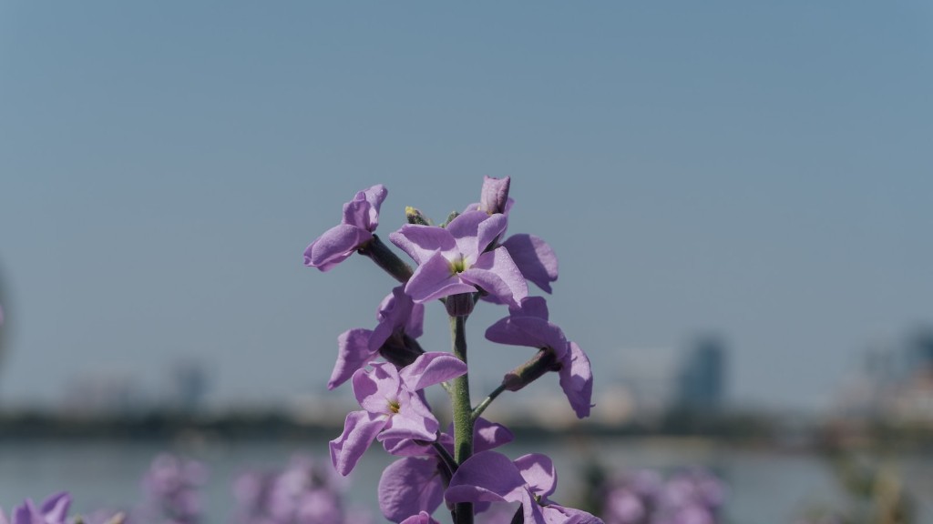 Are there yellow african violets?