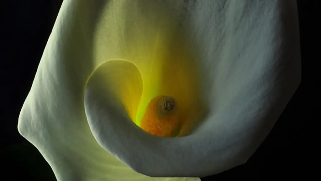 When do calla lily bulbs sprout?