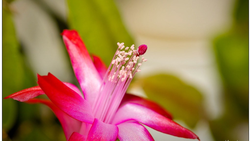 Is christmas cactus edible?