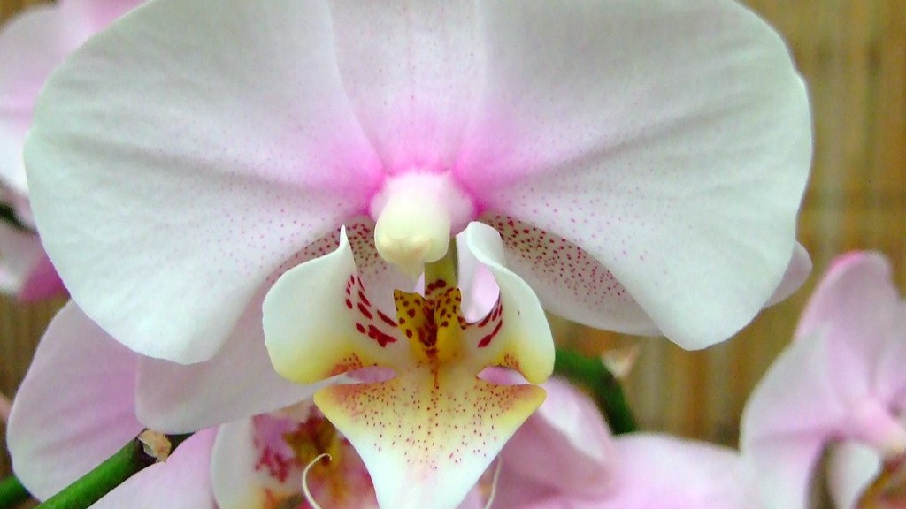 How to pronounce phalaenopsis orchid?