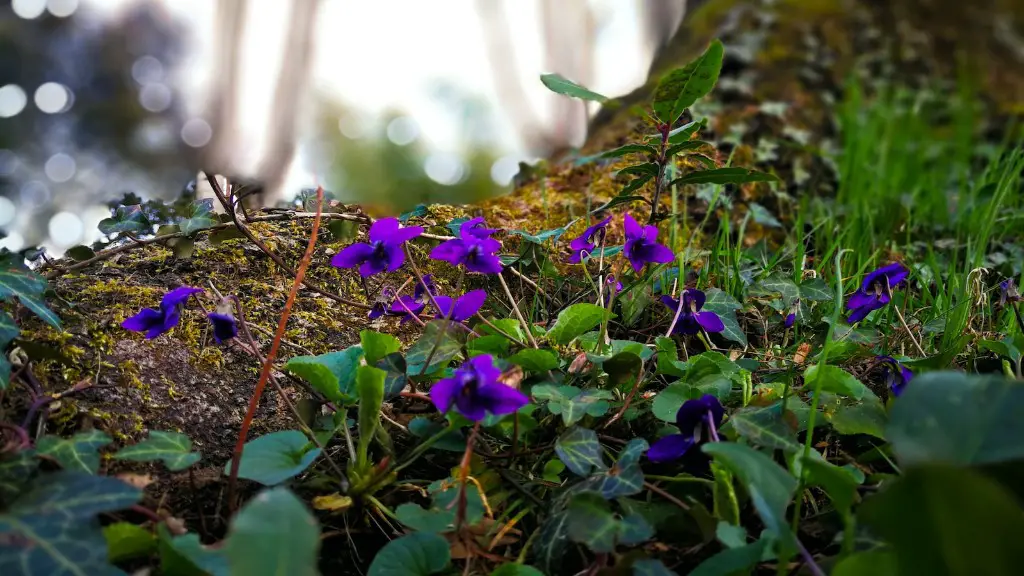 Can large pot hinder blossoms of african violets?