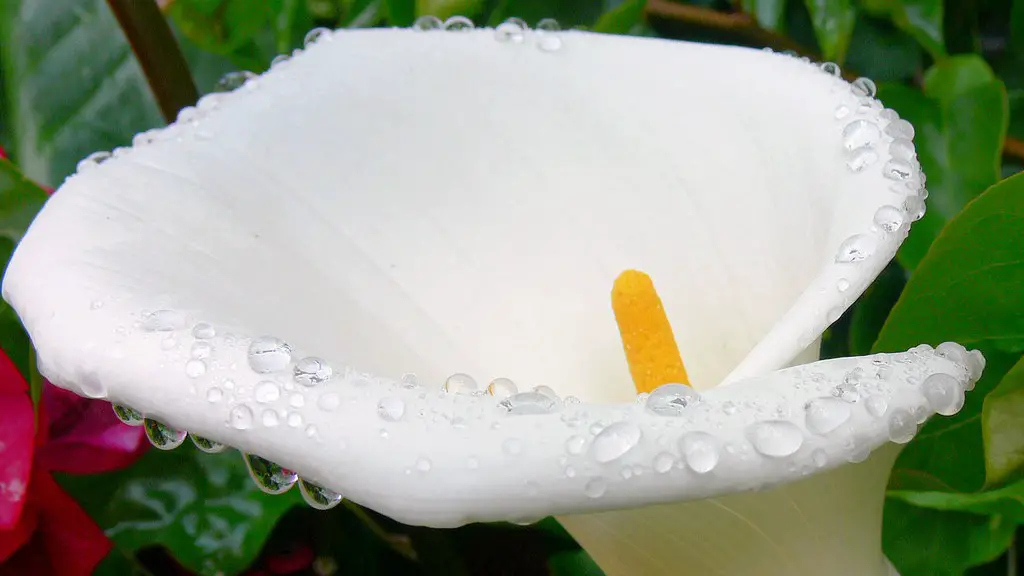 How many petals does a calla lily have?