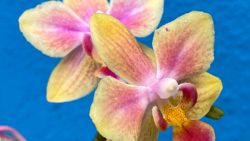 What window for african violets?