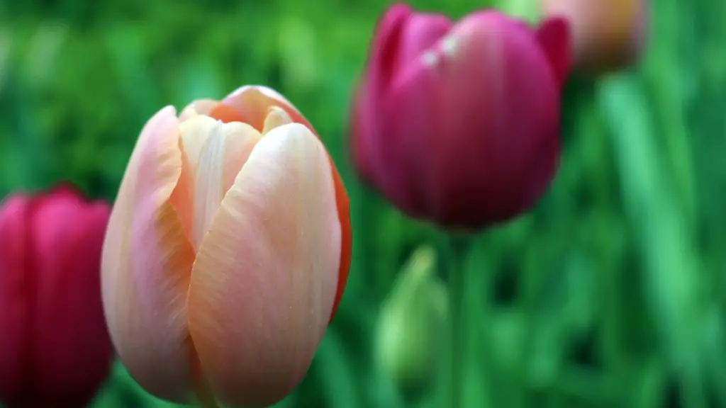 How long will calla lily bloom?