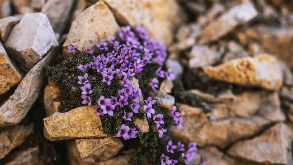 What makes african violets flower?