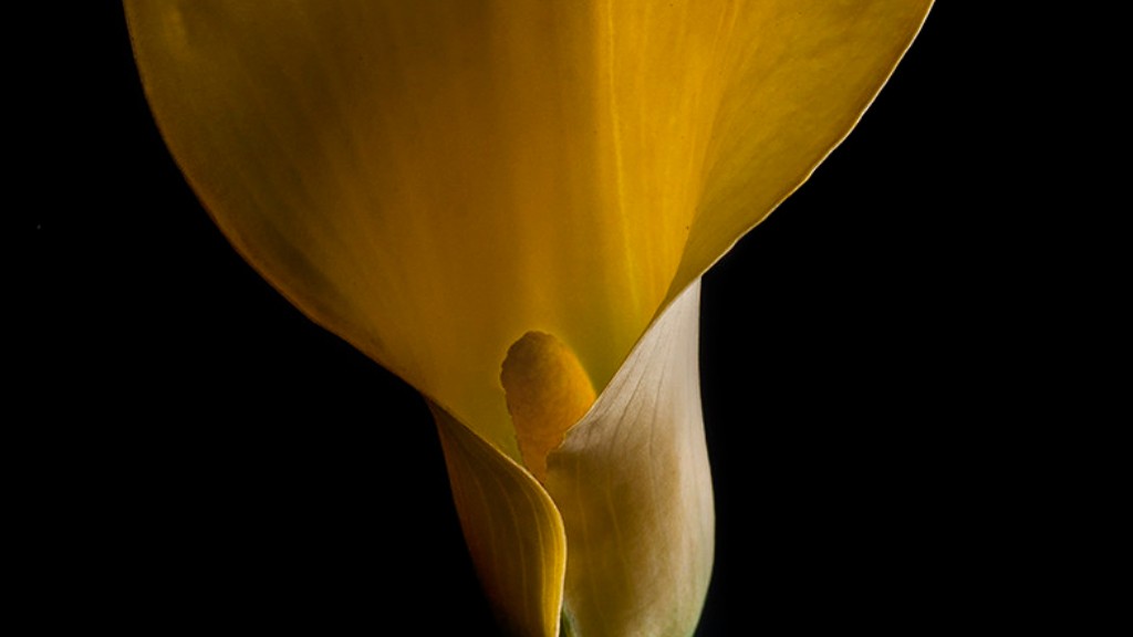 How to care for calla lily in winter?