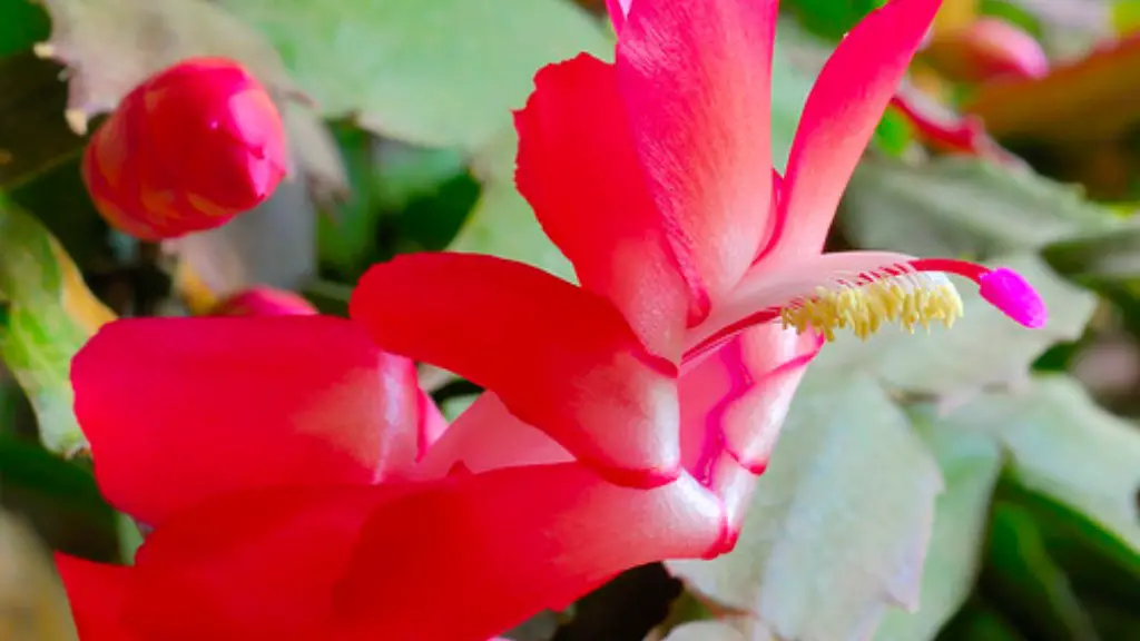 Where can i get a christmas cactus?