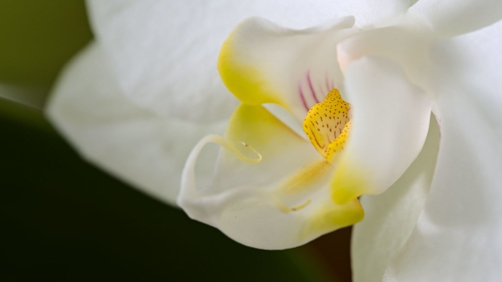 How to make a phalaenopsis orchid bloom again?