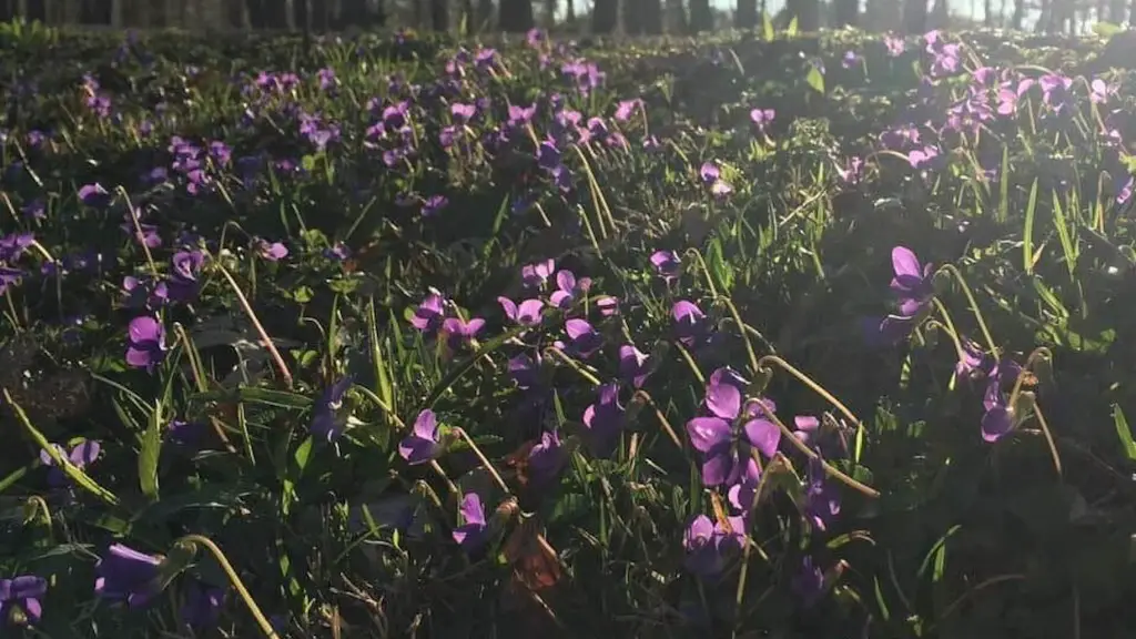 How do you divide african violets?