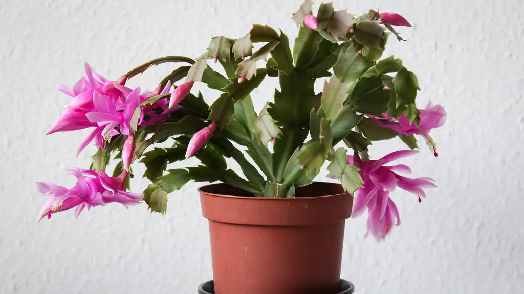 How often does a christmas cactus bloom?