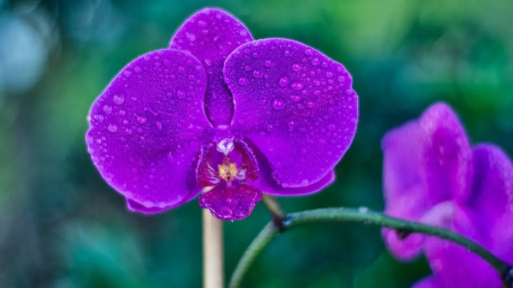 What size led bulb does a phalaenopsis orchid need?