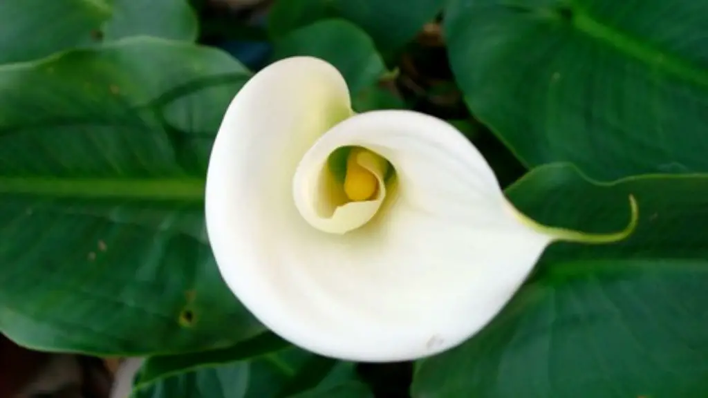 What causes calla lily leaves to turn yellow?