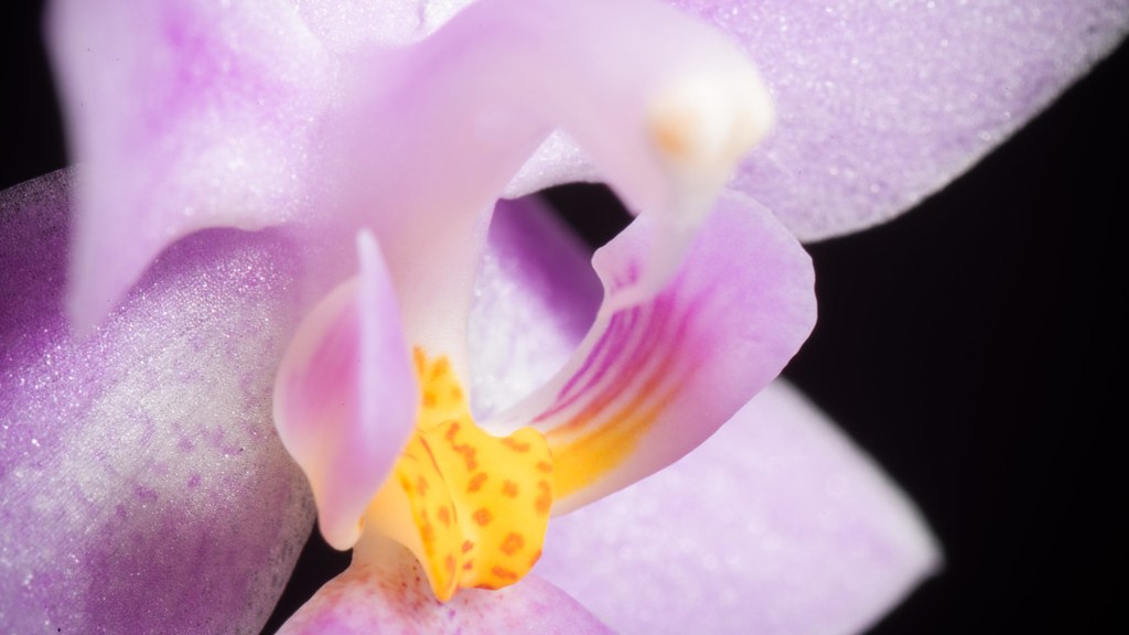 When to repot a phalaenopsis orchid?