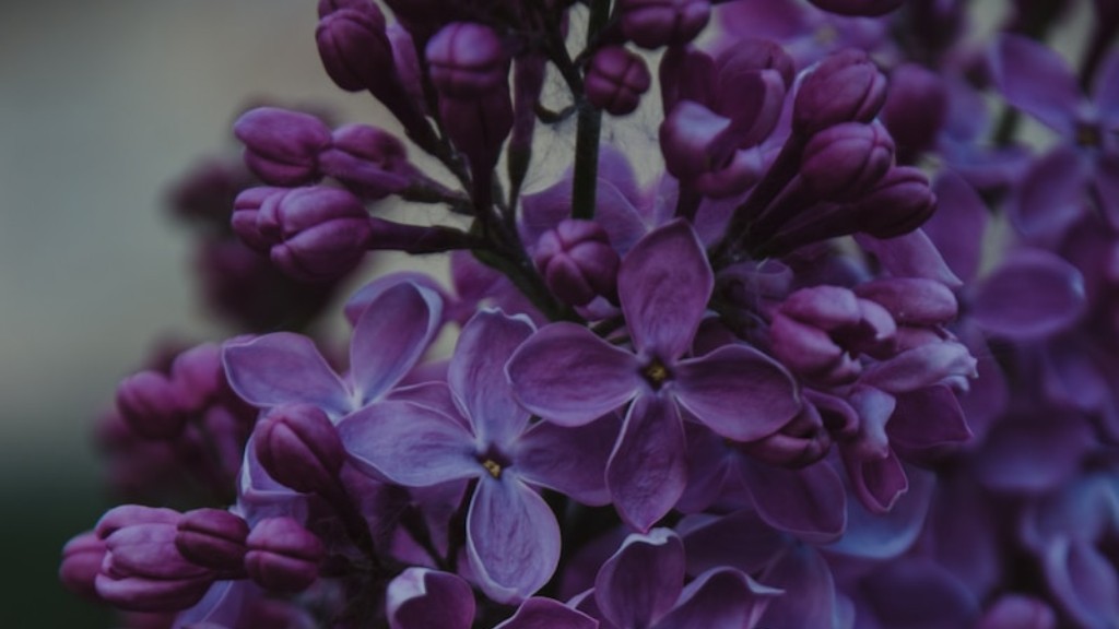 When should african violets bloom?