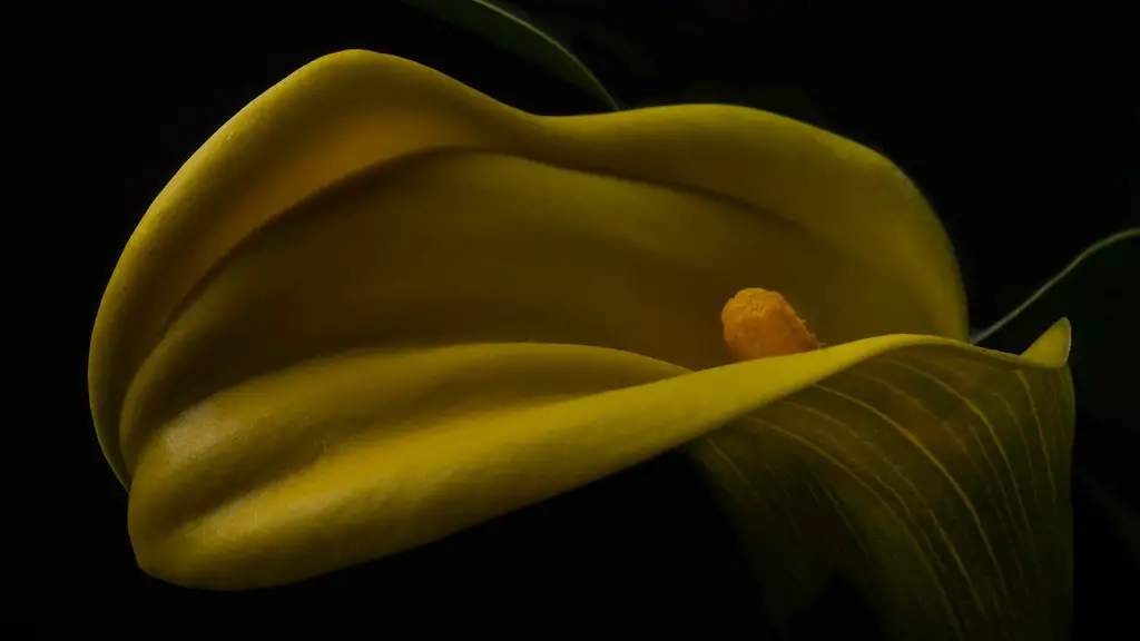 Is christmas cactus perennial?
