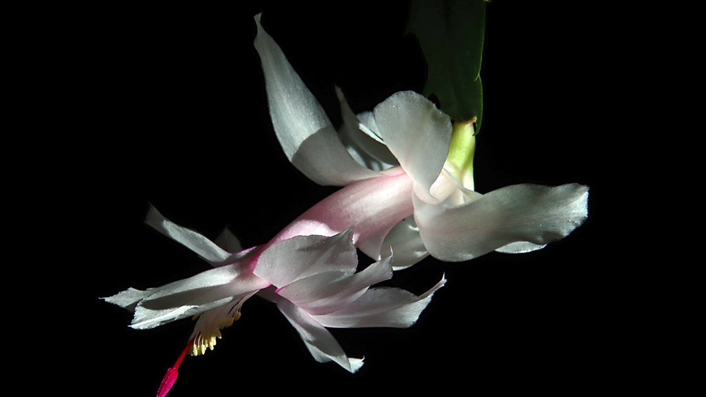 When to put christmas cactus in the dark?