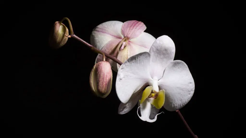 When to repot a phalaenopsis orchid?