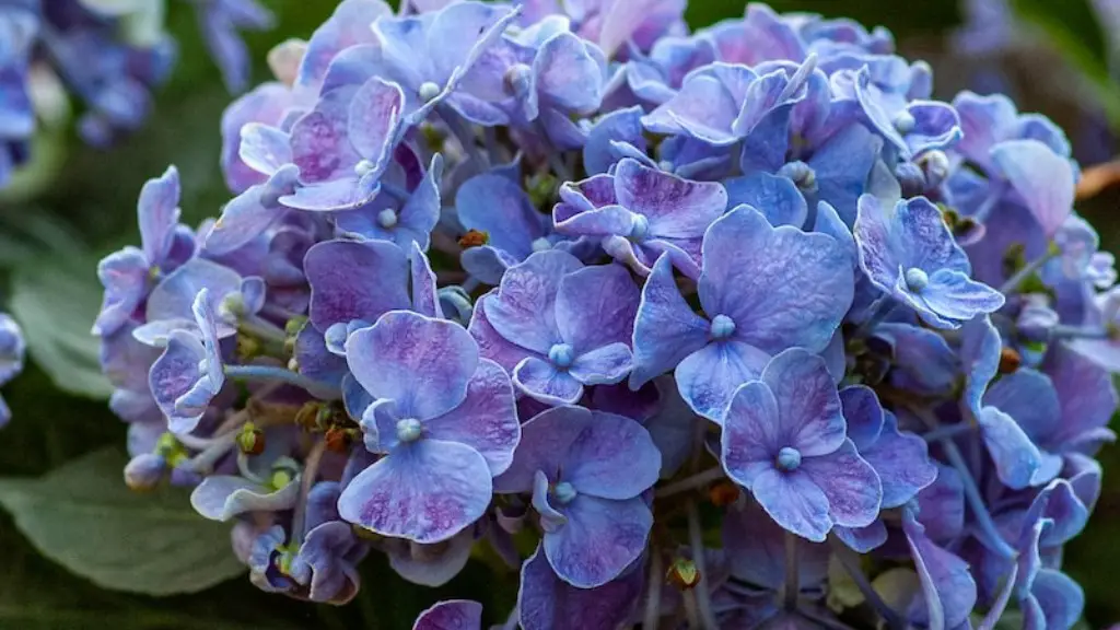What kind of grow light for african violets?